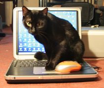 Cat and Computer