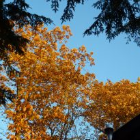 Autumn trees-energy changes
