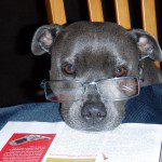 Dog wearing glasses