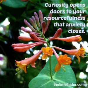 curiosity and your inner abundance